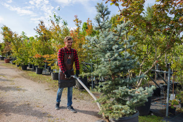 The Steps Involved in Our Tree Care Process in Rising Sun Lebanon, DE